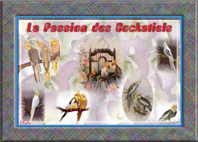 La Passion des Cockatiels Forum Index