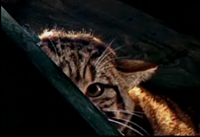 Avatar de -DDM-
