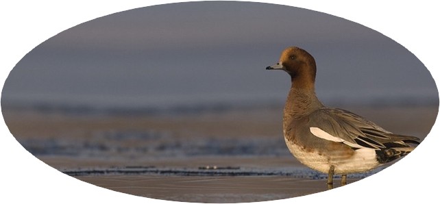 Forum Chasse Forum Index