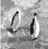 pingouins-83a9f.gif