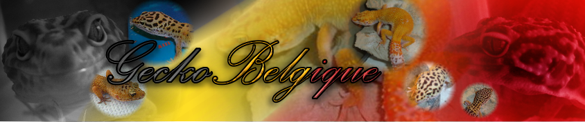 Geckobelgique Forum Index