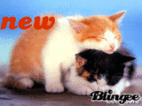 New posts