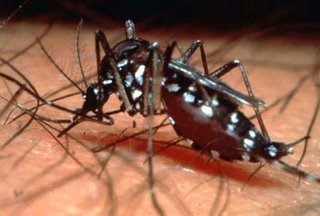 Dengue
