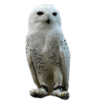 Hibou blanc