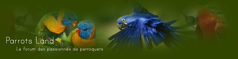 Nos amis les forums !!! Header-1636ac