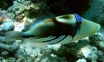 TAHITI CHARTER ISLAND, plus qu'un club de plongées Forum Index