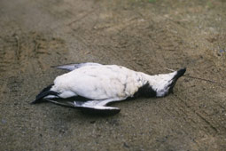 pingouin_mort-981b6.jpg