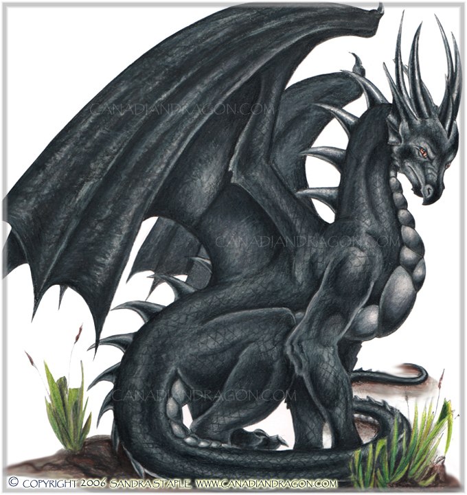 black and white drawings of dragons. Dragon Pictures Images:  Du Dragon Index Du Forum