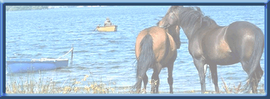 Cheval-Malin Forum Index