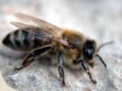 apiculture Forum Index