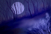 This forum is locked: you cannot post, reply to, or edit topics.